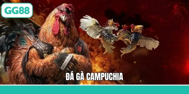 Đá Gà Campuchia - Trận Chiến Kịch Tính, Mãnh Liệt Tại GG88
